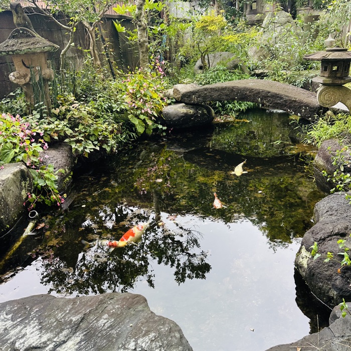 緑に囲まれた庭の池を泳ぐ鯉
