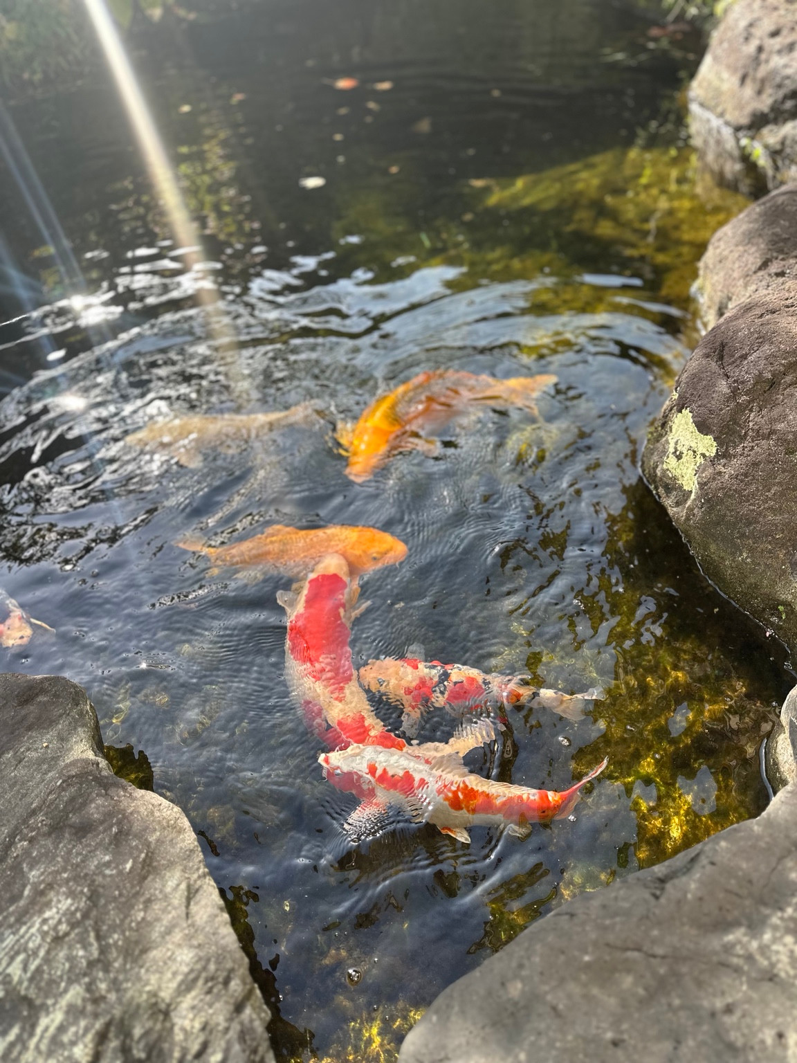 池を泳ぐ鯉